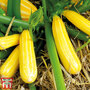 Courgette 'Goldmine'
