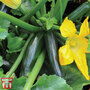 Courgette 'Midnight' F1 Hybrid - Seeds