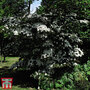 Cornus kousa