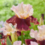 Iris 'Cranberry Swirl'