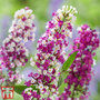 Buddleja 'Berries and Cream'