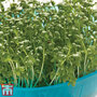 Cress 'Extra Curled' - Seeds