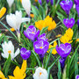 Crocus 'Botanical Mixed'