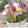 Crocus Large Flowered Mix
