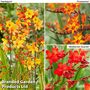 Crocosmia Collection