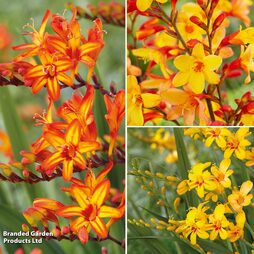 Crocosmia Collection