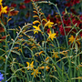 Crocosmia 'George Davison'