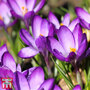 Crocus 'Ruby Giant'