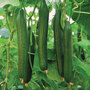 Cucumber 'Carmen' F1 Hybrid (Grafted)