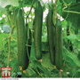 Cucumber 'Carmen' F1 Hybrid (Grafted)