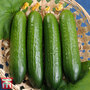 Cucumber 'Merlin'