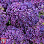 Hydrangea macrophylla 'Royal Curly'
