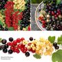 Currant Growers Choice