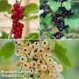 Currant Collection