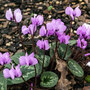 Cyclamen coum