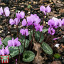 Cyclamen coum