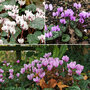 Cyclamen Bulb Collection