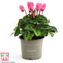 Cyclamen persicum 'Pink'