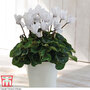 Cyclamen persicum 'White'