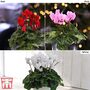 Nurseryman's Choice Cyclamen