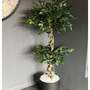 150cm Twisted Trunk Artificial Japanese Fruticosa Style Ficus Tree
