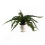 40cm Artificial Fern Bush in Decorative Planter
