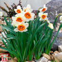 Narcissus 'Bella Vista'