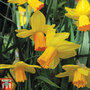 Narcissus 'Jetfire'