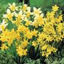 Narcissus 'Miniature Mixed'