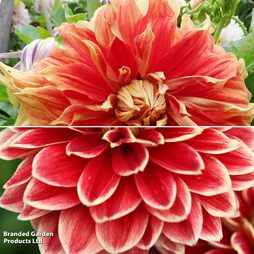 Dahlia Dinner Plate Duo