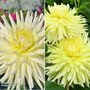 Dahlia Yellow Duo