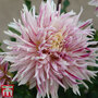 Dahlia 'Avignon'