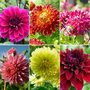 Dahlia 'Delightful Dinner Plate Collection'