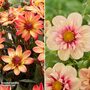 Dahlia 'Patio Duo'