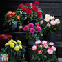 Dahlia Maggiore Collection