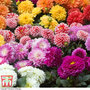Dahlia Lucky Dip