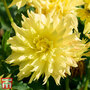 Dahlia 'Munchen'