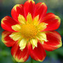 Dahlia 'Pooh'