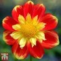 Dahlia 'Pooh'