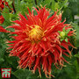 Dahlia 'Show 'N' Tell'