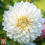 Dahlia 'Snow Cap'