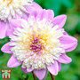 Dahlia 'Take Off'