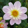Dahlia 'Teesbrooke Audrey'