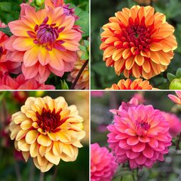 Dahlia Double Flowered Collection