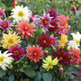 Dahlia 'Starlight Mixed' - Seeds