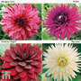 Dahlia Saver Collection