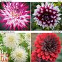 Dahlia 'Delightful Collection'