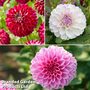 Dahlia 'Perfect Pompom Collection'