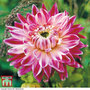 Dahlia 'Vancouver'