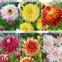 Dahlia 'Dinner Plate' Collection